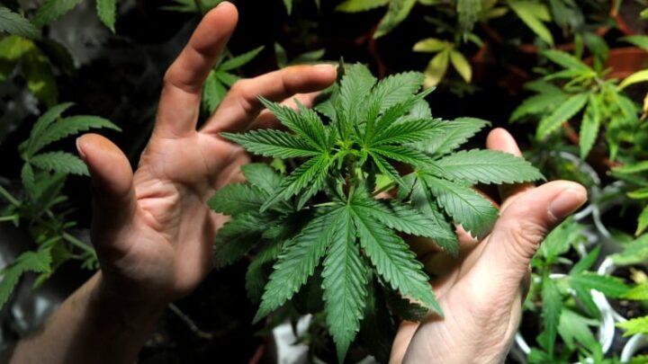 Legality of cannabis by U.S. jurisdiction
